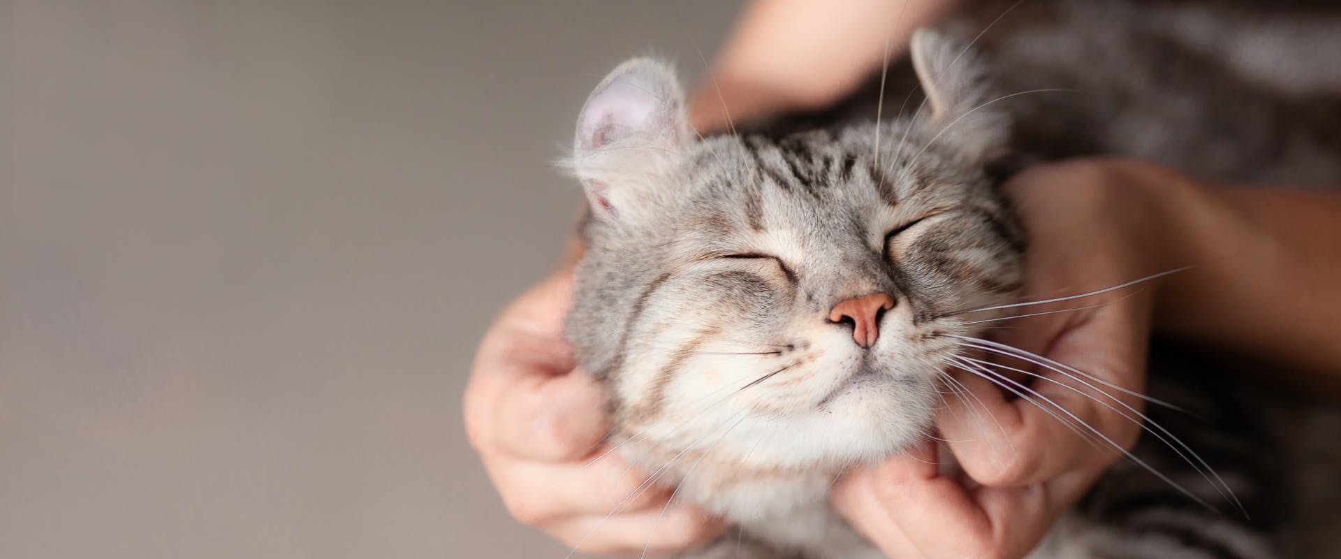 an American curl cat closing its eyes while having its chin stroked