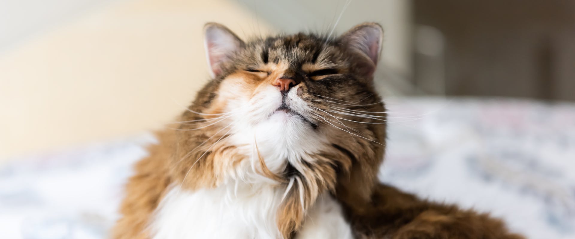 a long haired tabby cat sitting on a bed scratching its neck with its eyes closed