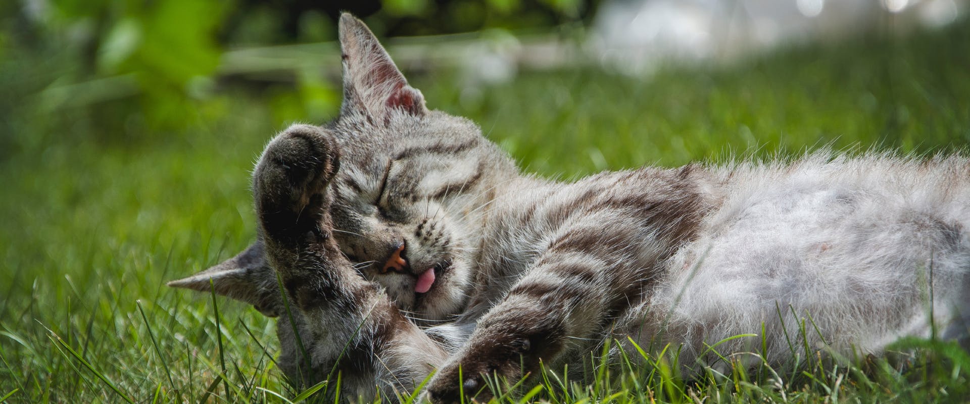 a gray tabby lying on a patch of grass washing a front leg with its eyes closed