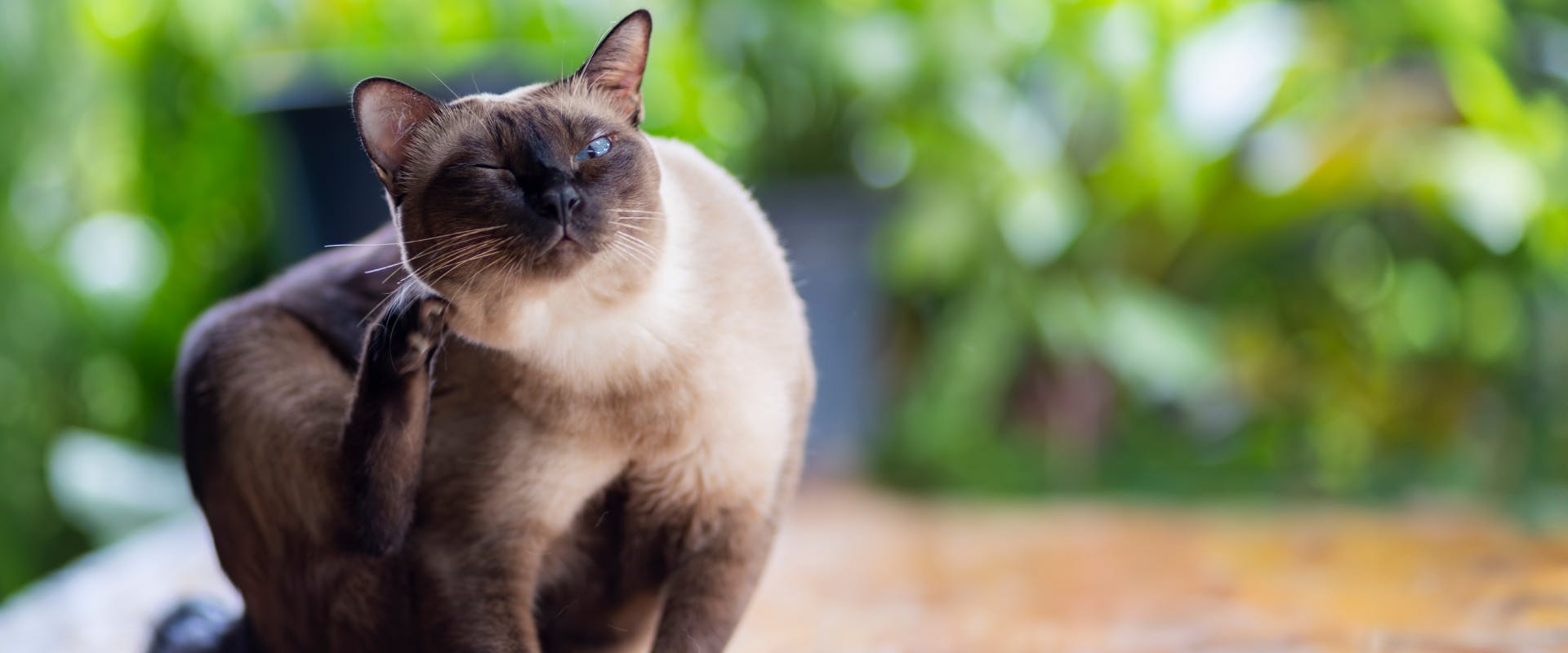 a siamese cat with blue eyes sitting on a wooden table while scratching its head with a back paw