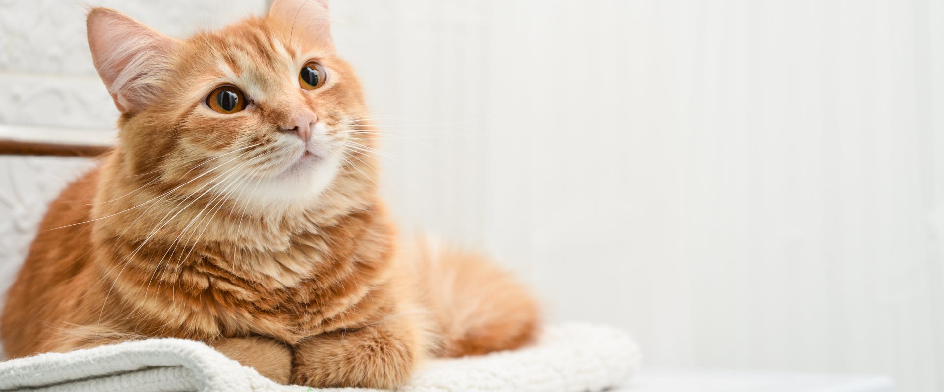 a ginger cat sitting on a white towel with its front paws folded in an looking off behind the camera to the right