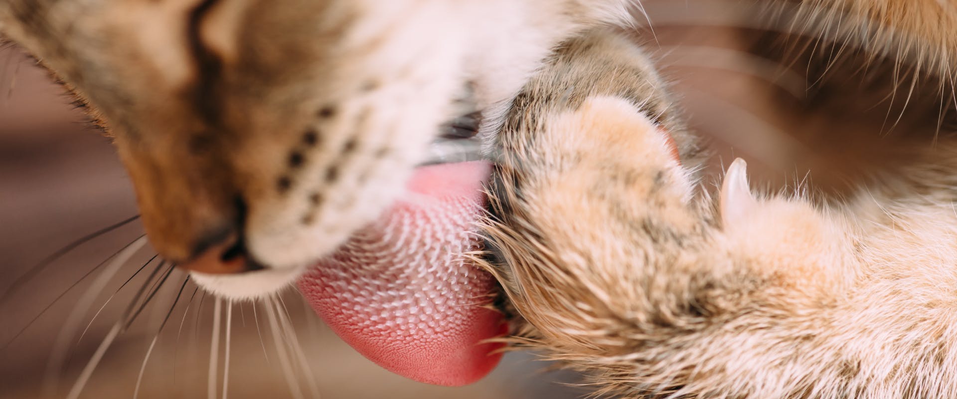 a close up of a tabby cat's tongue while it licks a front paw
