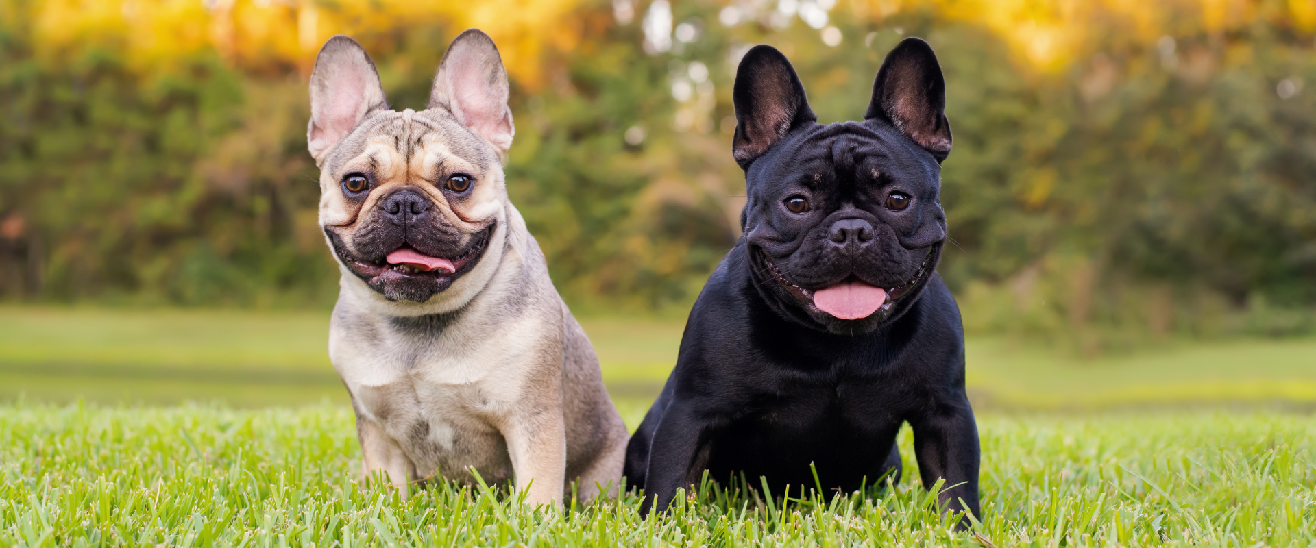 Examples of the French Bulldog breed in two colors - black and cream. 