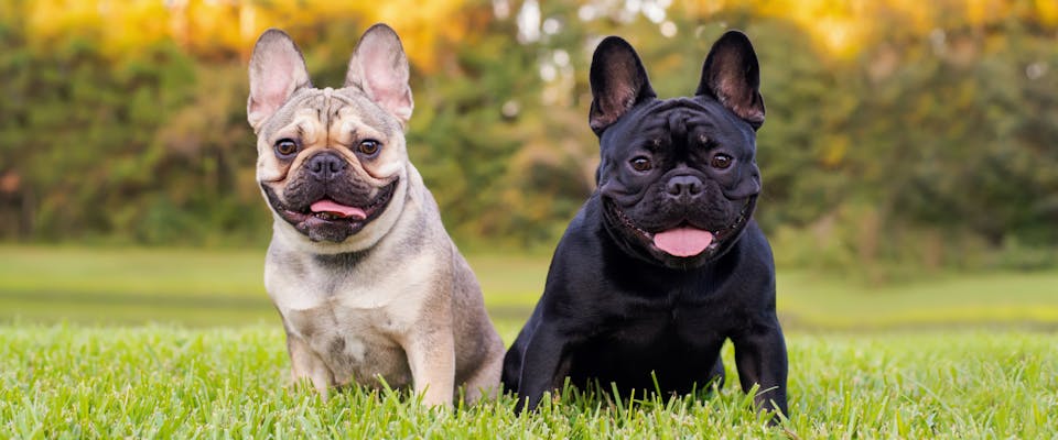 Examples of the French Bulldog breed in two colors - black and cream. 