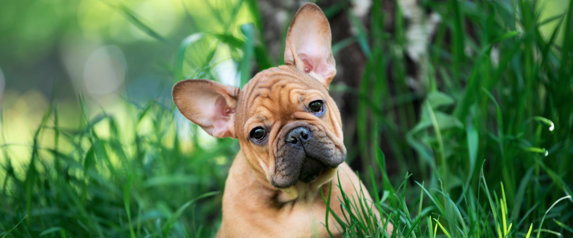 A Frenchie puppy sitting in the grass.