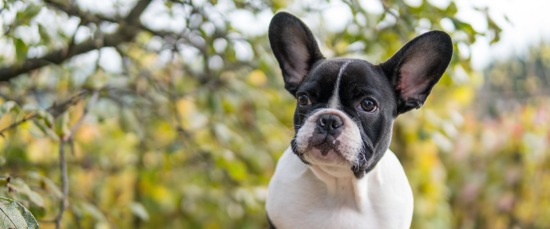A black and white Frenchie puppy.