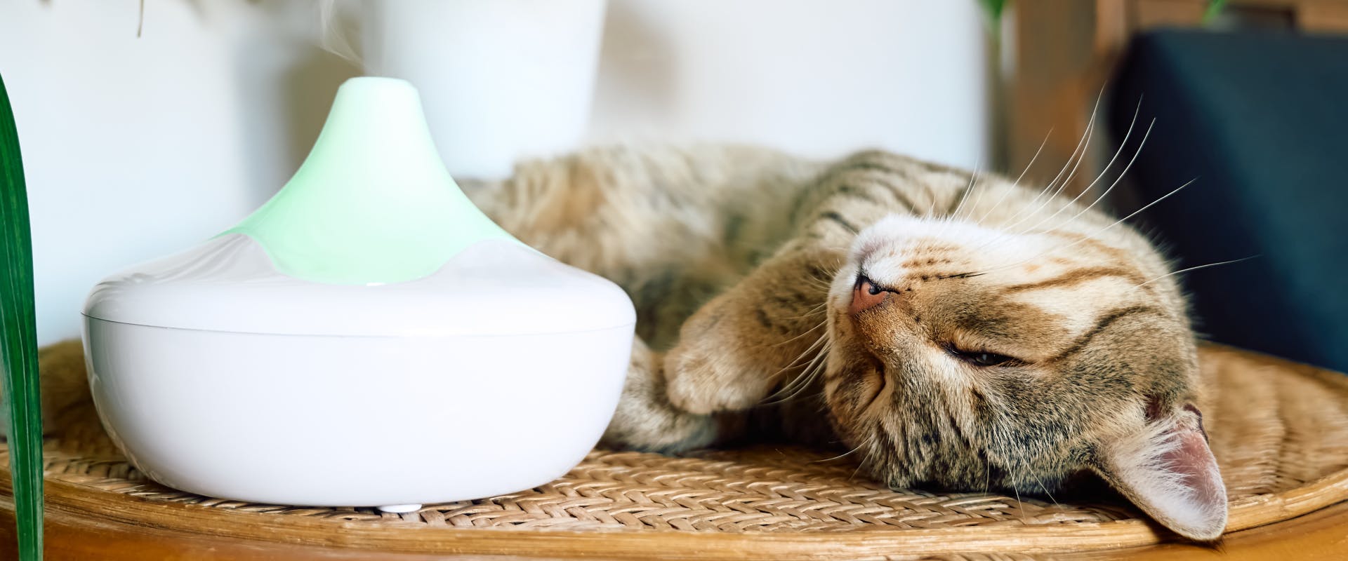 A cat lies next to an essential oil diffuser.