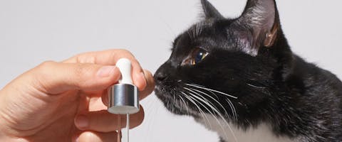 A cat sniffs at some essential oils.