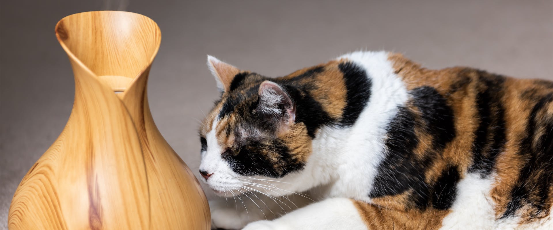 A cat sniffs at an essential oil diffuser.