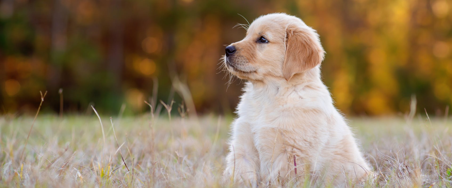 a golden retriever puppy sat in a grass field looking off to the left