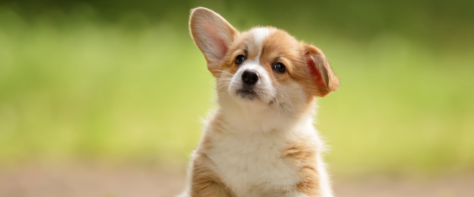 a corgi puppy sitting in a garden with one ear flopped down