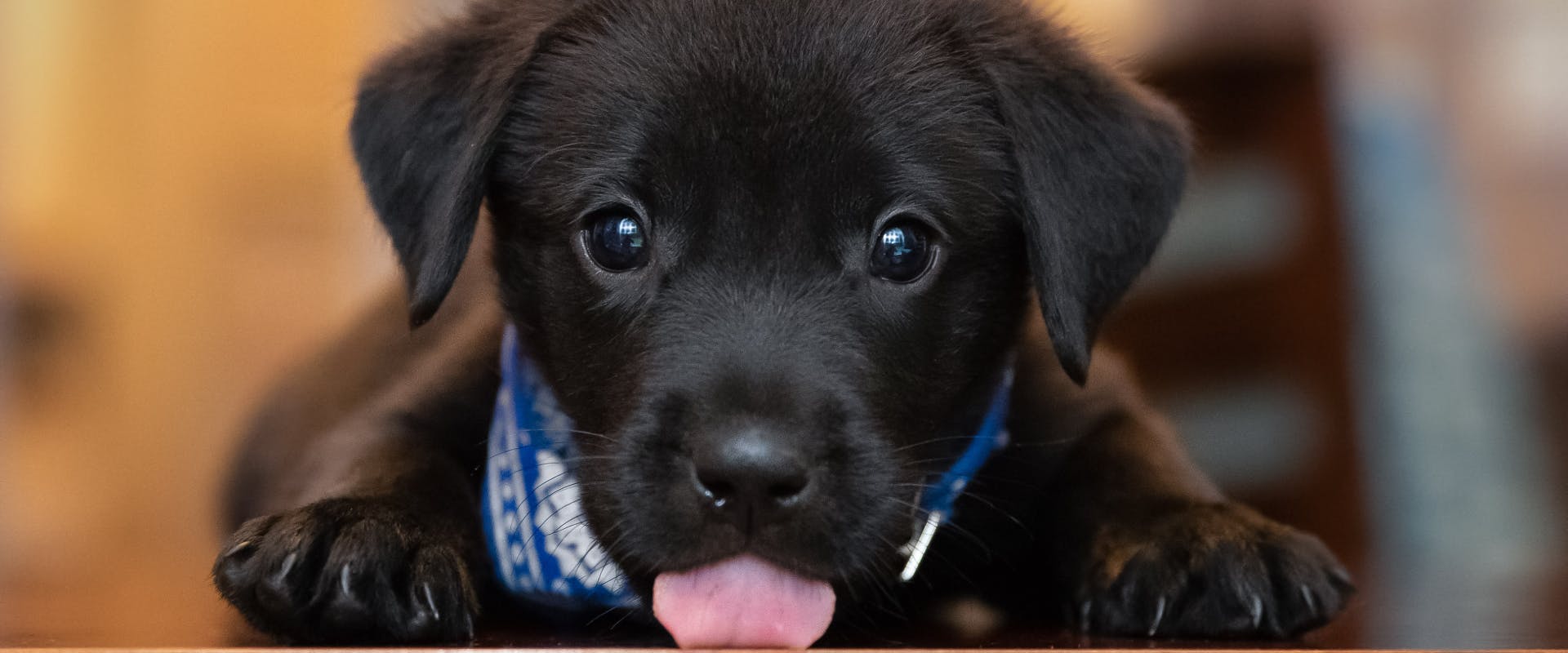 a black Labrador puppy facing the camera with a blue neckerchief and its tongue sticking out