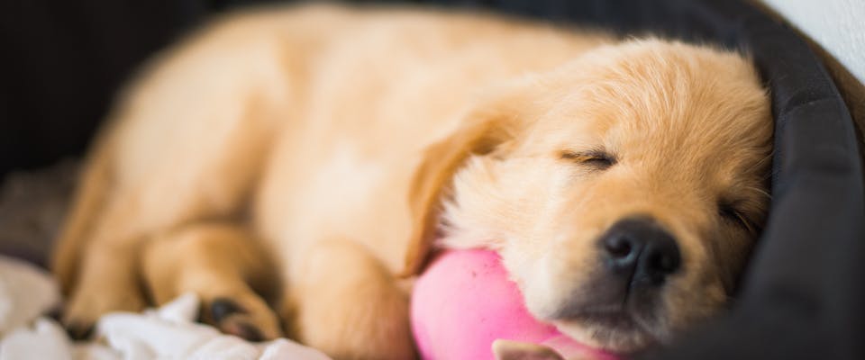 a sleeping golden retriever puppy in a dog bed with its head on a pink ball