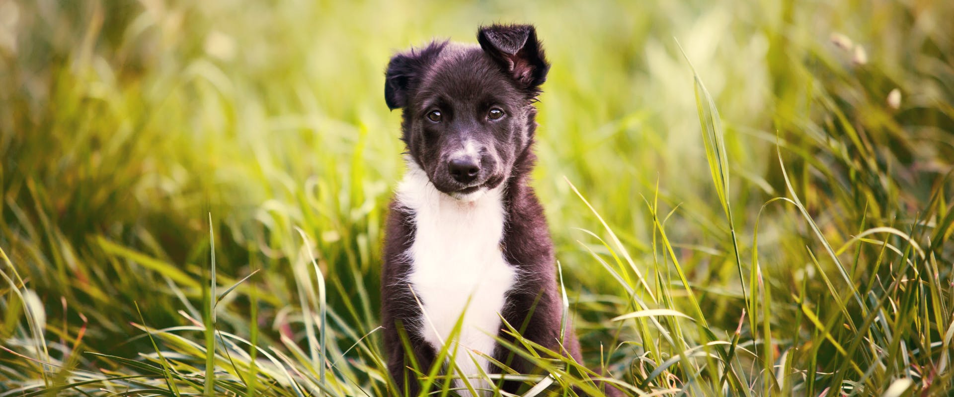 a boarder collie puppy sat in a long grass field with one ear pricked up and half flopped and the other ear flopped down