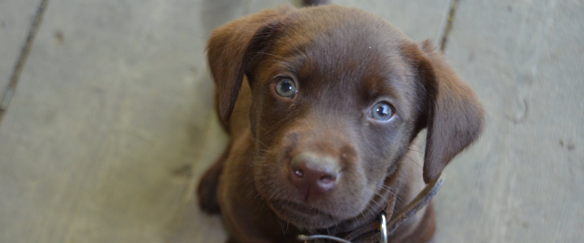 a chocolate Labrador puppy with blue eyes looking up at the camera