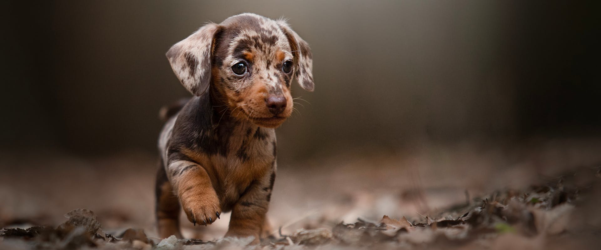 a dachshund puppy trotting along a path of dead leaves
