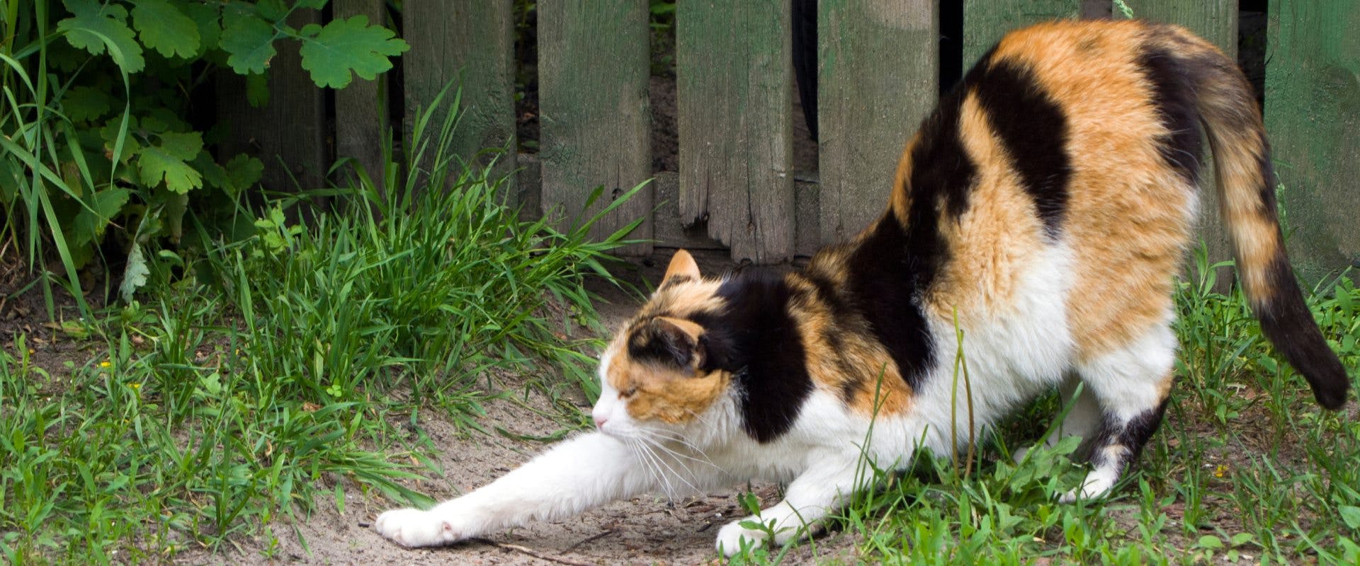 Cat in garden stretching and forming the lordosis cat arch pose.