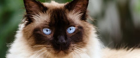 A white Himalayan cat with chocolate seal points.