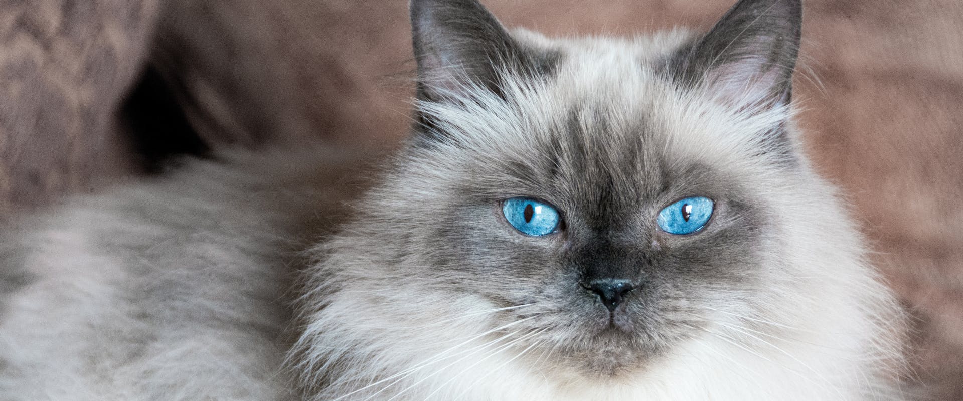 A gray colored Himalayan Persian with blue eyes.