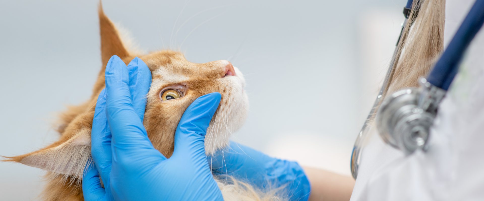 Cat Eye Problems: An Introduction to Cat Eye Health ...