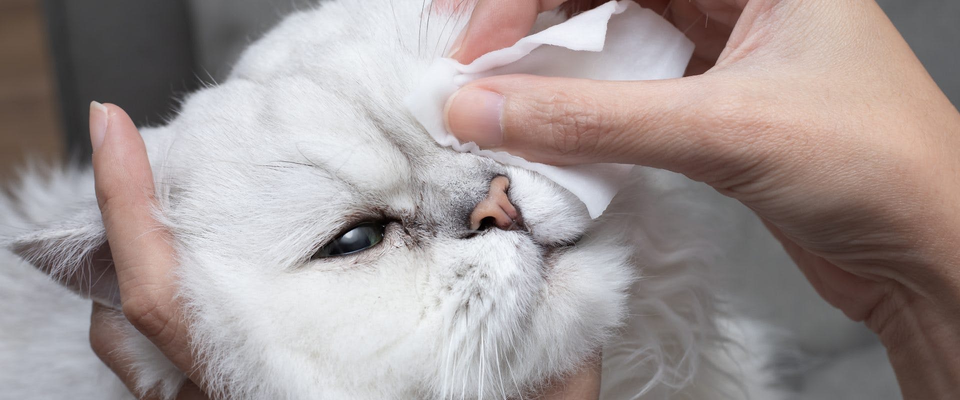 Cat having their eye cleaned by pet parent.