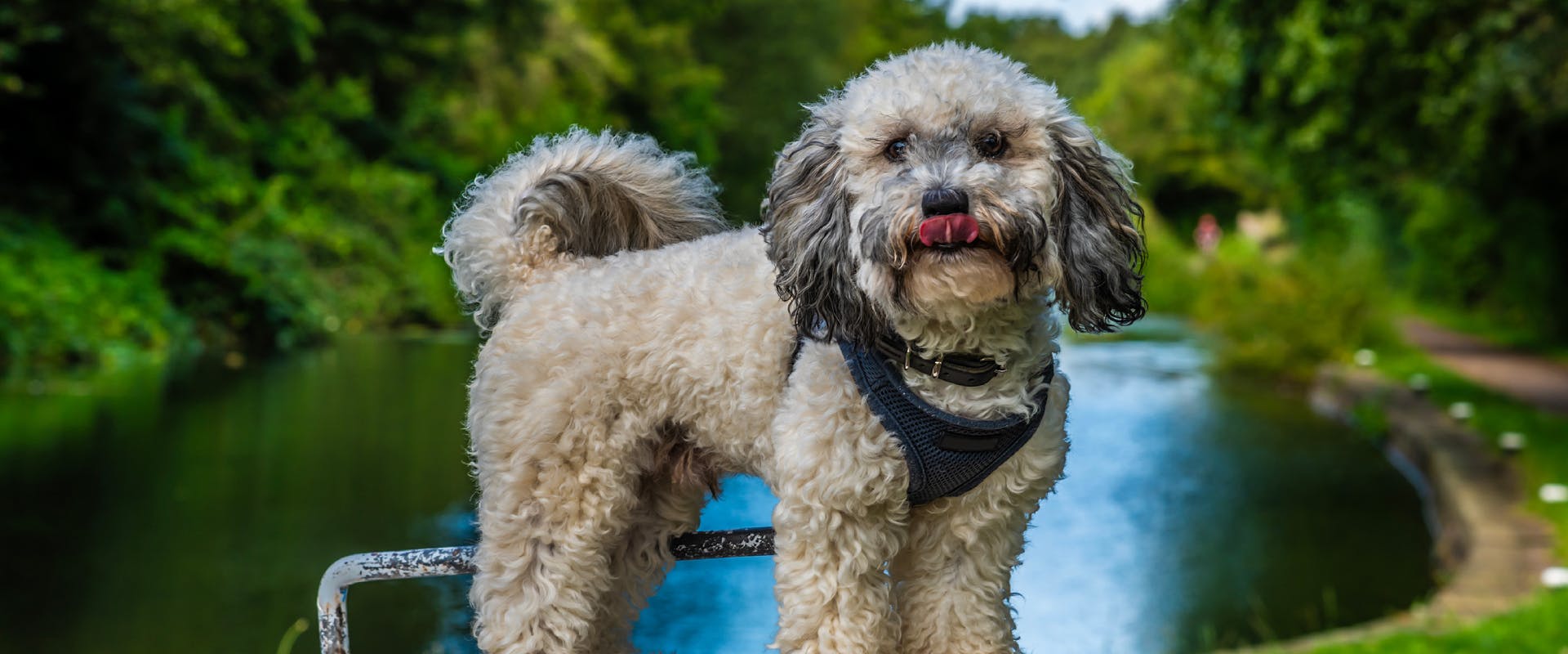 a small gray dog in a black harness stood on top of a canal lock while licking its nose
