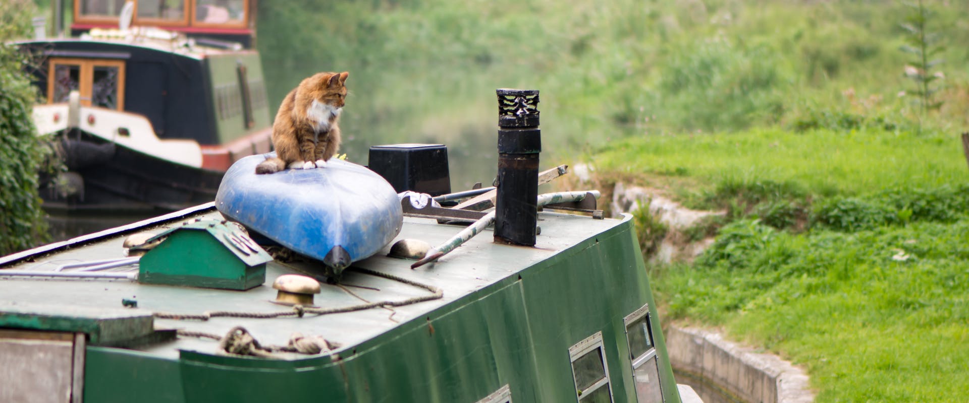 a ginger cat sat on a blue canoe on top of a green houseboat