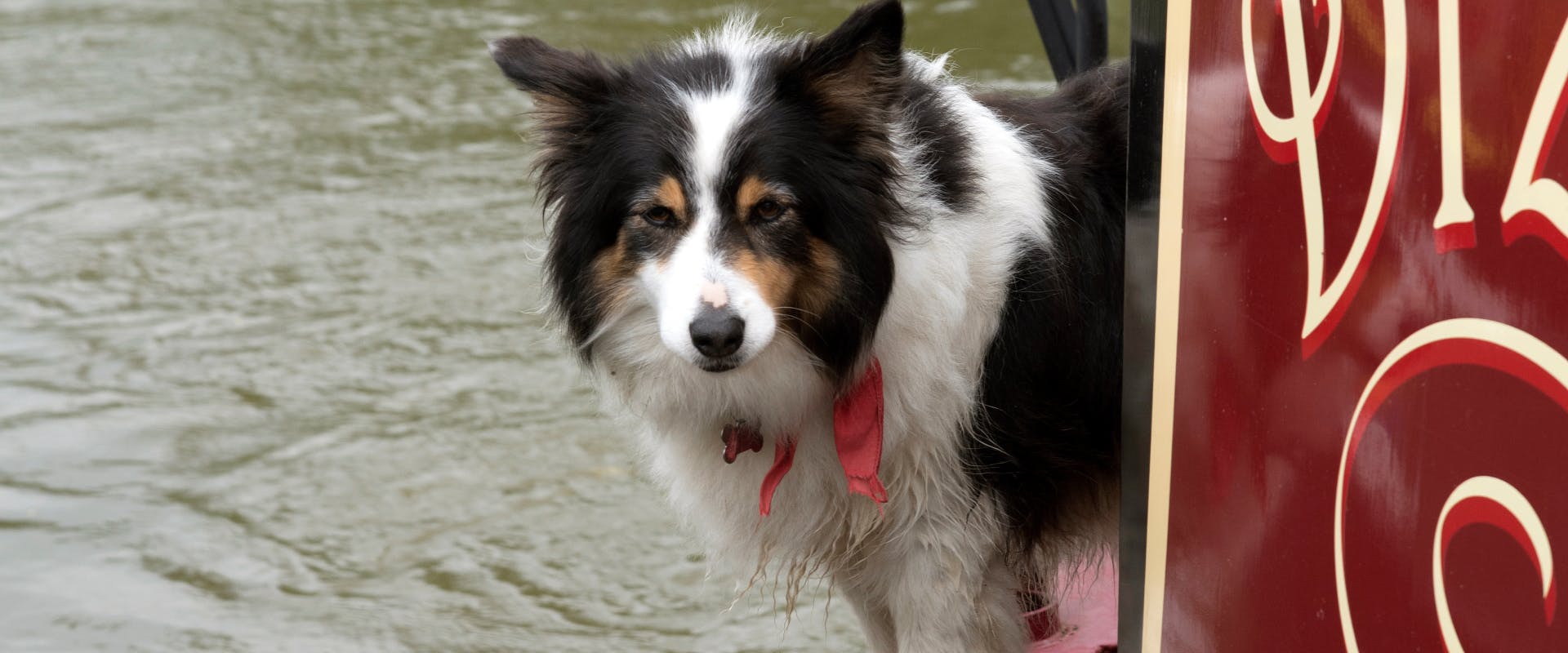 a tri-colored collie dog looking out behind the stern of a houseboat