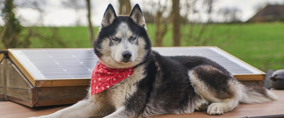 a husky with a red neckerchief lying on the roof of a houseboat next to some solar panels