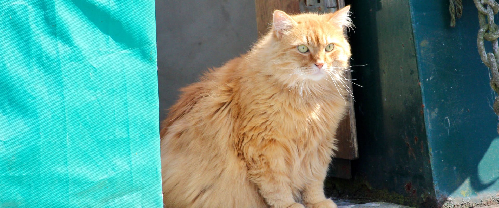 a long-haired ginger cat sitting in the entrance of a house houseboat
