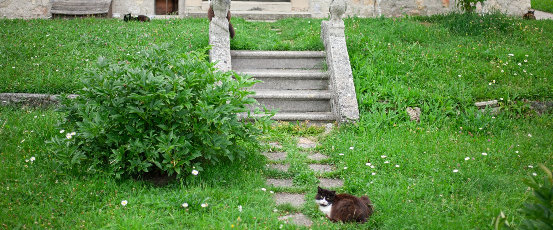 Some cats in the grounds of a historic property.