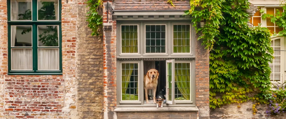 Two dogs lean out of the window of a historic property,