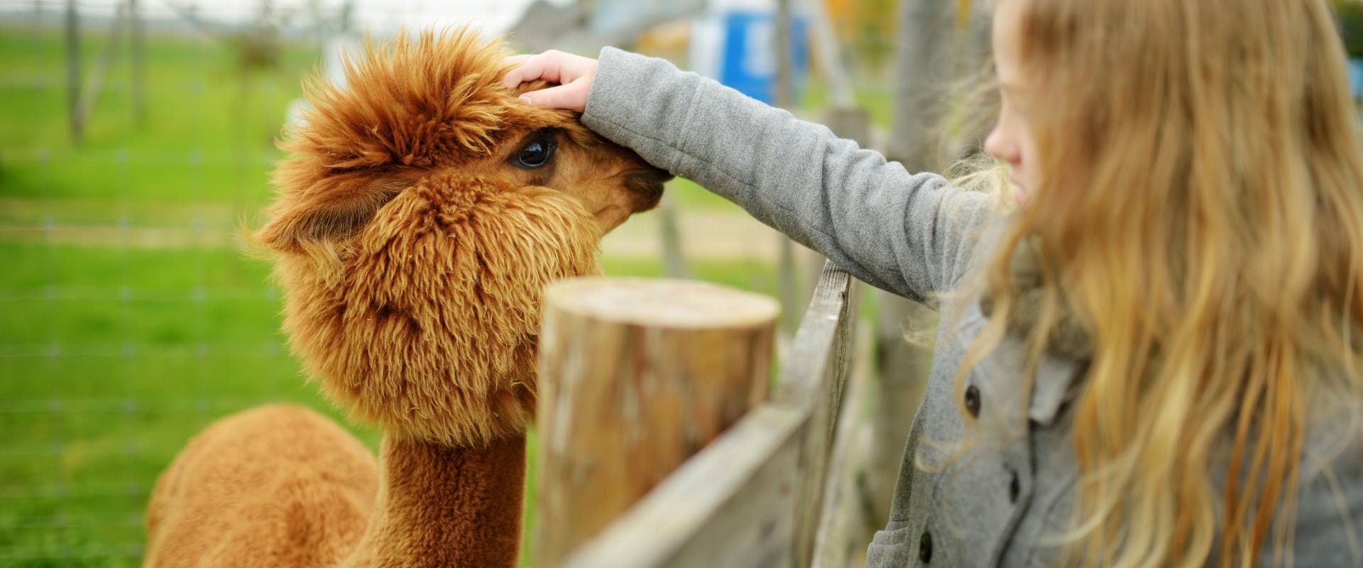 a girl leaning over a wooden fence to stroke the head of a ginger alpaca