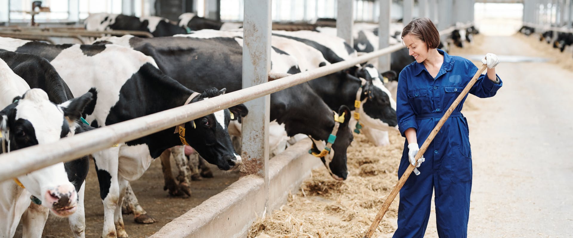 a farm sitter in blue overalls mucking out a cow barn with lots of black and white cows behind a metal pole