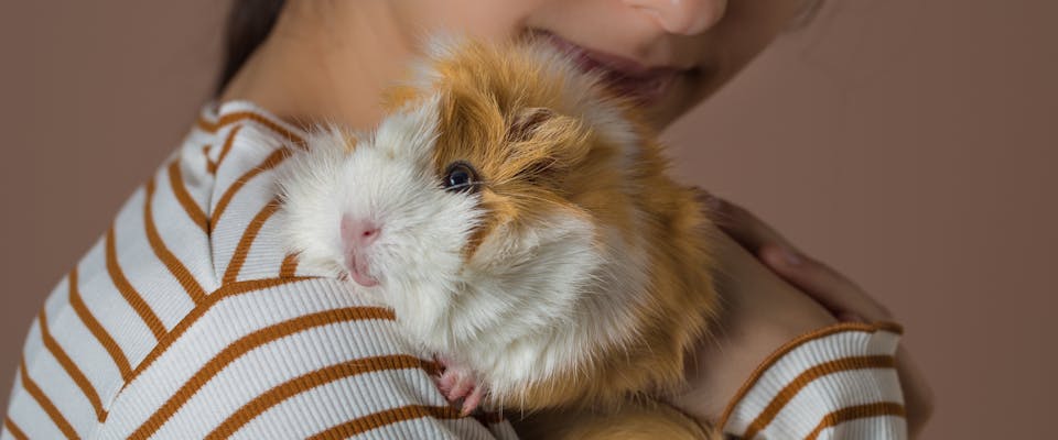 A pet sitter taking care of a guinea pig.