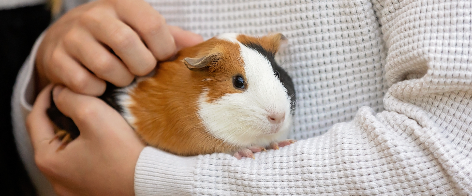 How Much Does Guinea Pig Sitting Cost?