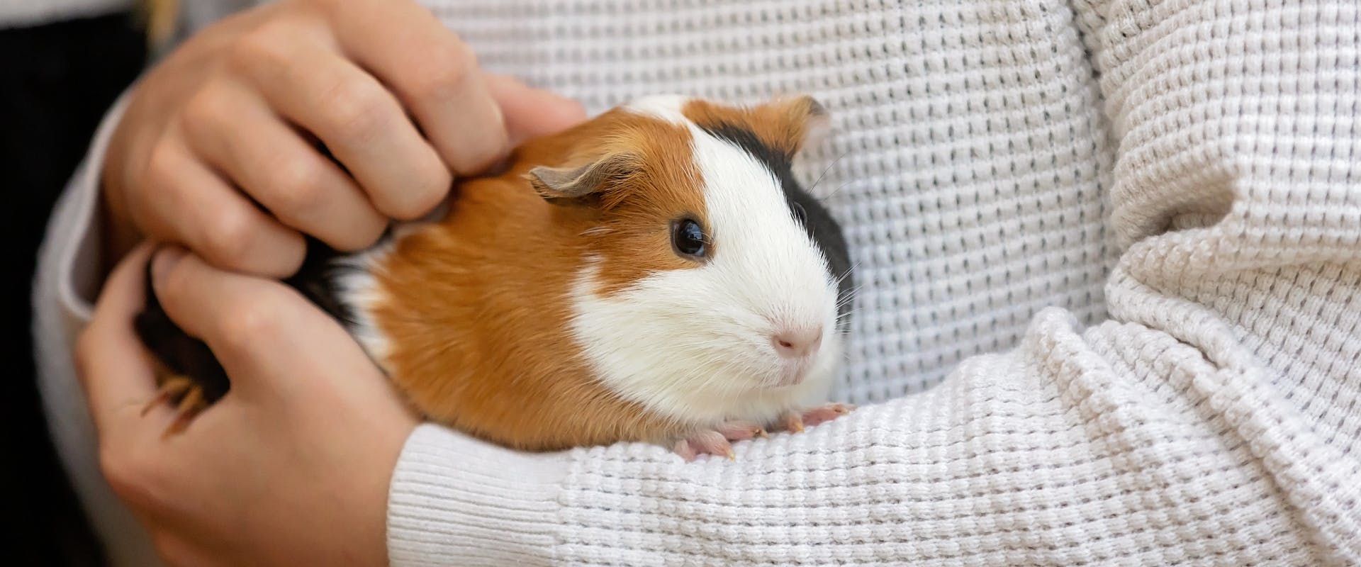 A guinea pig being held.