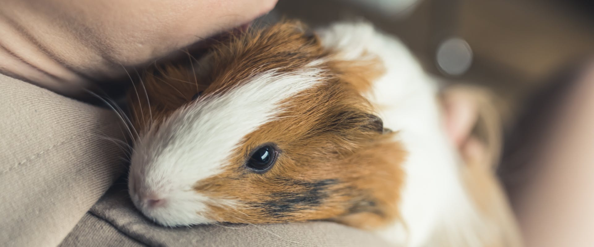 A guinea pig being cuddled.