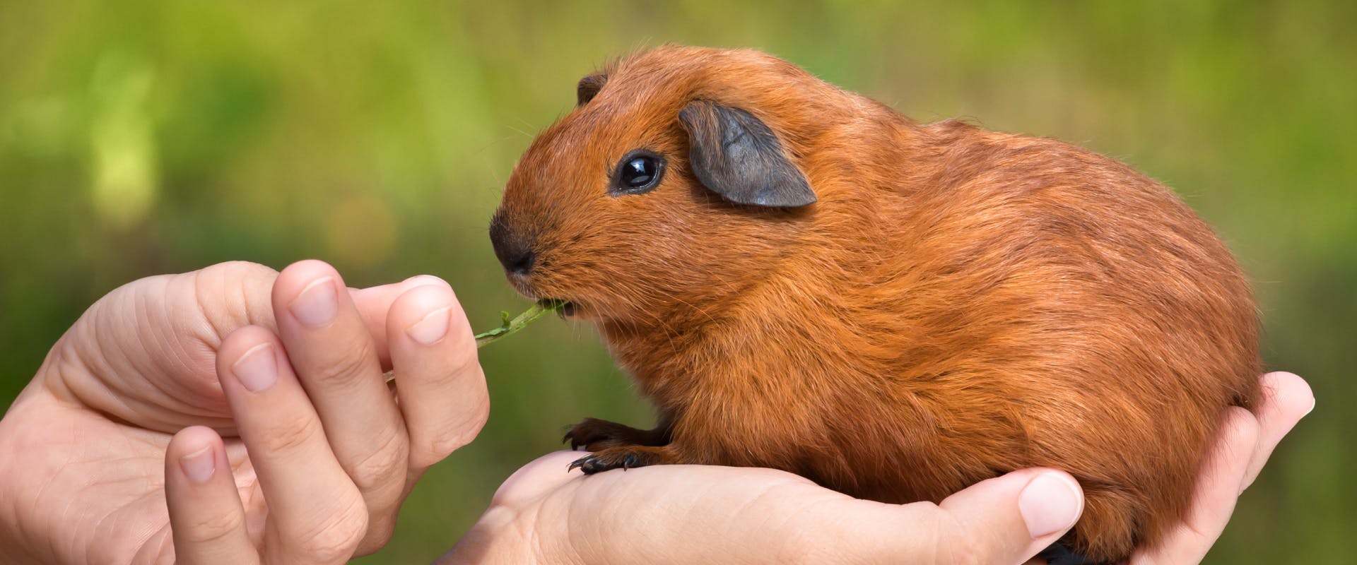 A guinea pig is fed some grass.
