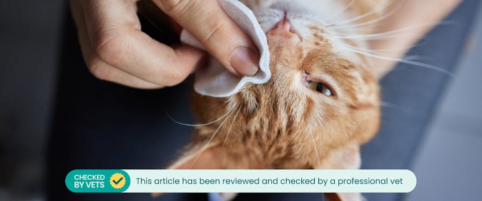 a ginger cat having its cat eye boogers wiped away with a cotton pad whilst being held by a human