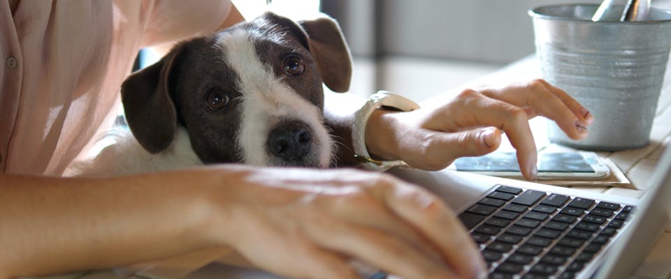 A dog sits on its owners lap as she creates her listing.