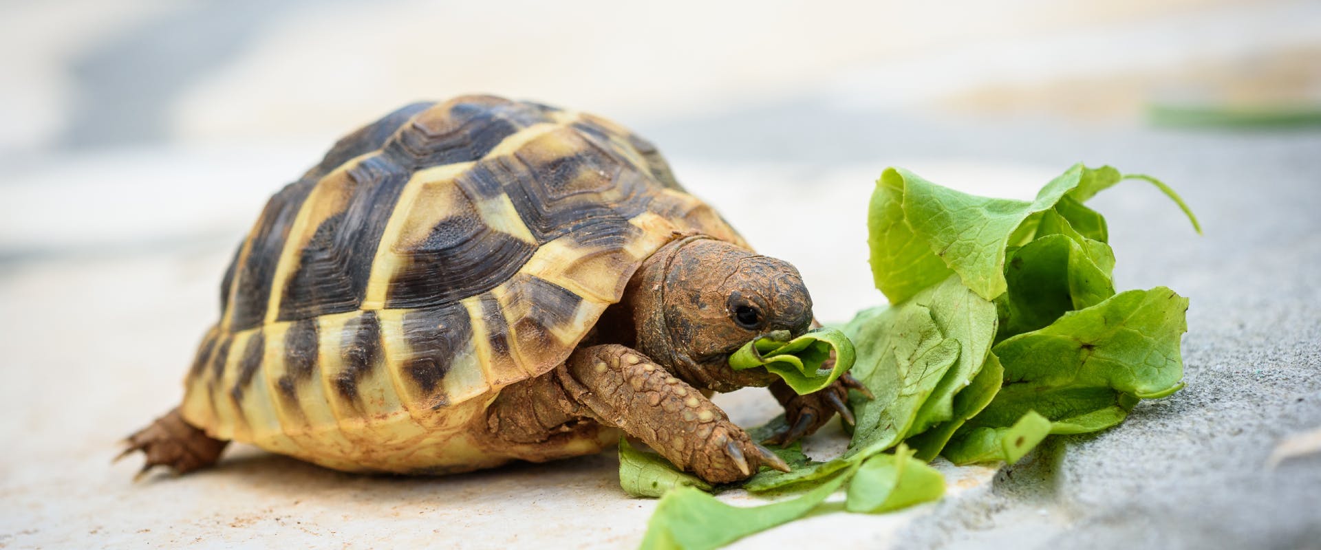 a small tortoise munching on a large green leaf