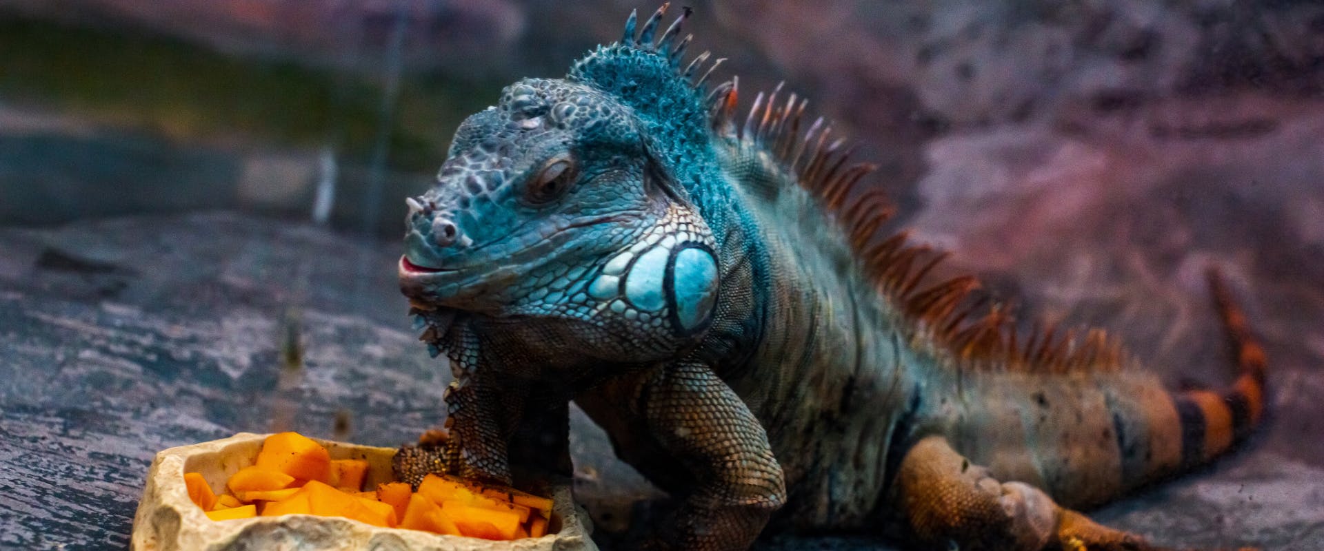 a bright blue iguana eating carrot pieces out of a food bowl in an enclosure