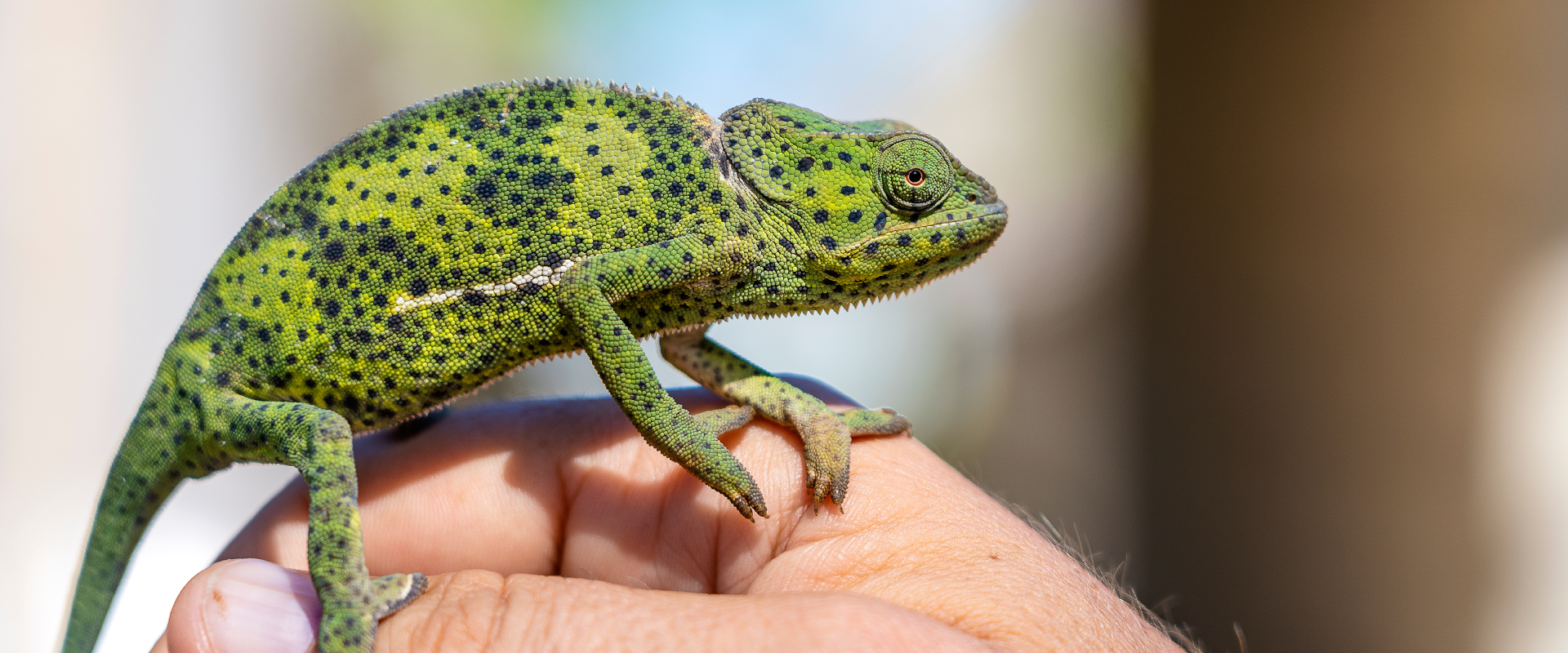 Safe and Caring Reptile Holiday Boarding Near Me for Happy Snakes, Lizards, and Turtles