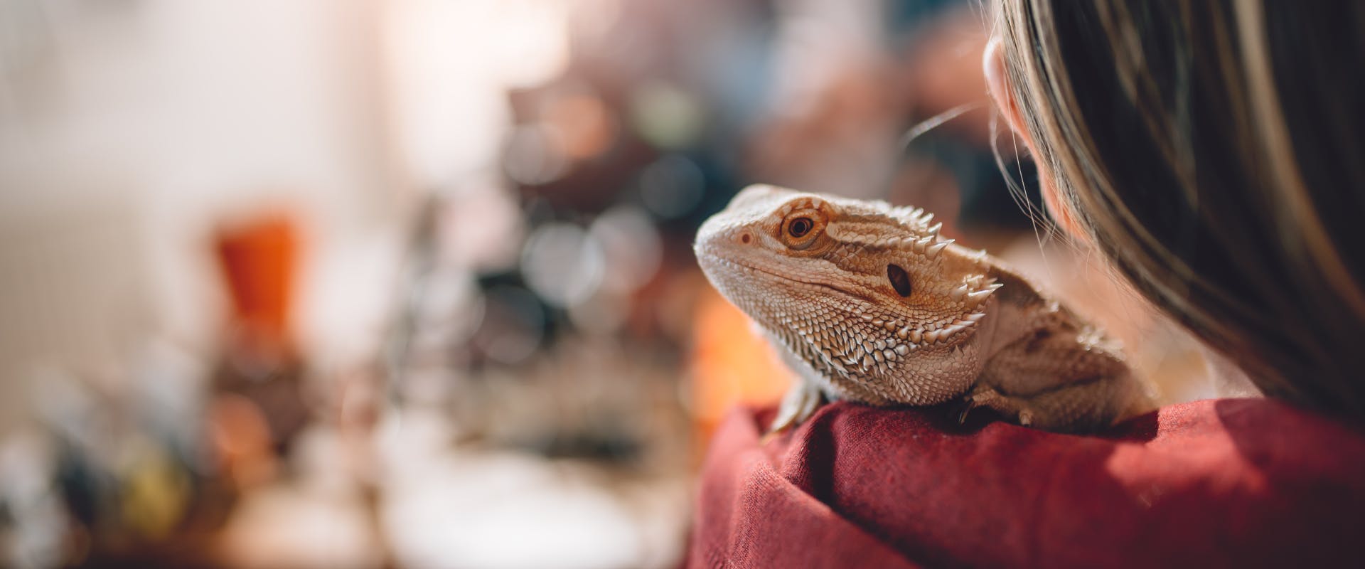 a bearded dragon perched on the shoulder of someone wearing a red hoodie