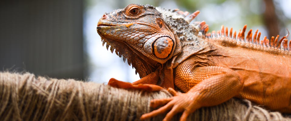 an orange bearded dragon sat on a stick wrapped in brown twine in an enclosure