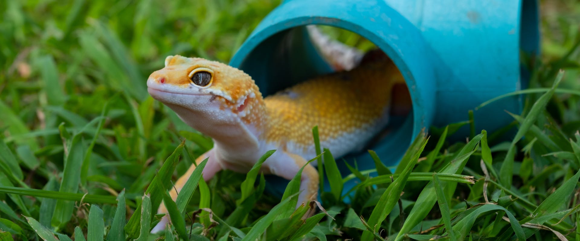 a gecko crawling out of a plastic blue play tube on a patch of grass
