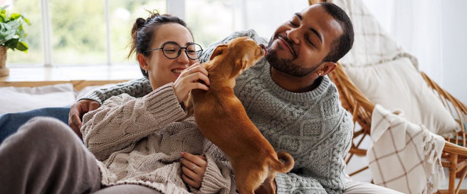 Couple playing with a Chihuahua in a cosy home