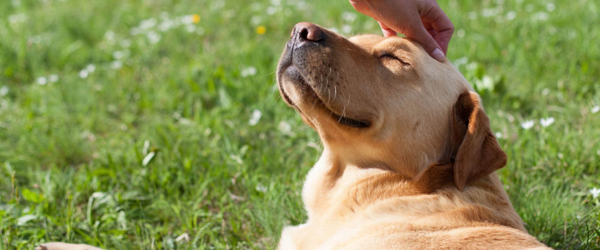 Golden Labrador having a head scratch on grass