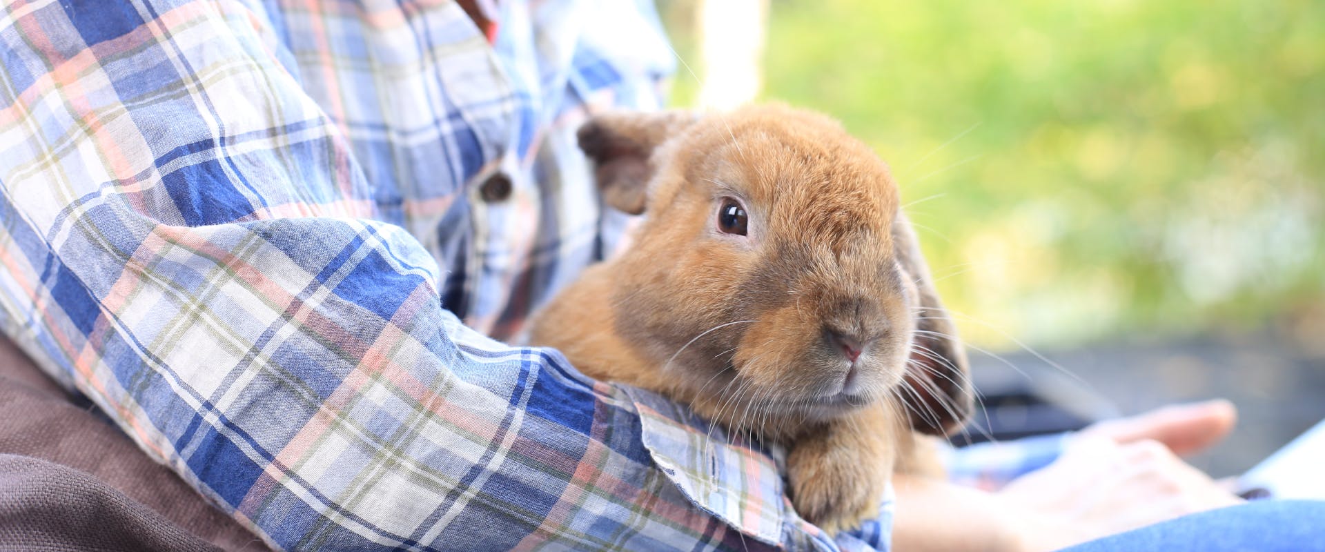 A rabbit sits in a bunny sitter's lap.